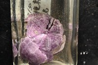 中華釜海膽藏品圖，第7張